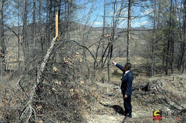 男子盗采石墨毁林开千米长道:获刑并被判恢复森林资源