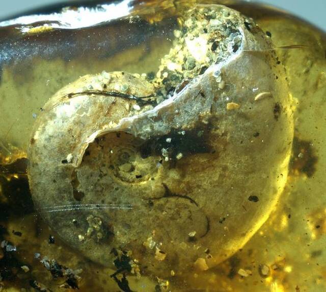 这枚壳属于一种叫菊石（ammonite）的白垩纪海洋软件动物。不知怎么的，这只菊石的壳最后被埋葬在树脂里，并形成一块极为罕见的琥珀。 PHOTOGRAPH B