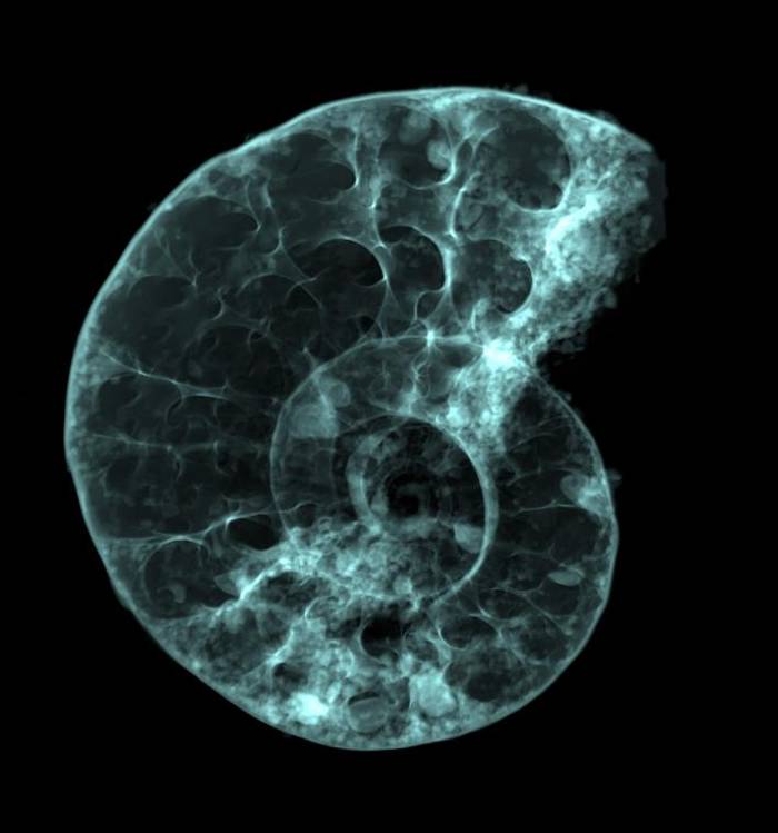高分辨率扫描显现出菊石的内部构造。研究人员认为这只菊石属于Puzosia(Bhimaites)亚属，牠们最早出现在超过1亿年前，并存活到至少9300万年前。