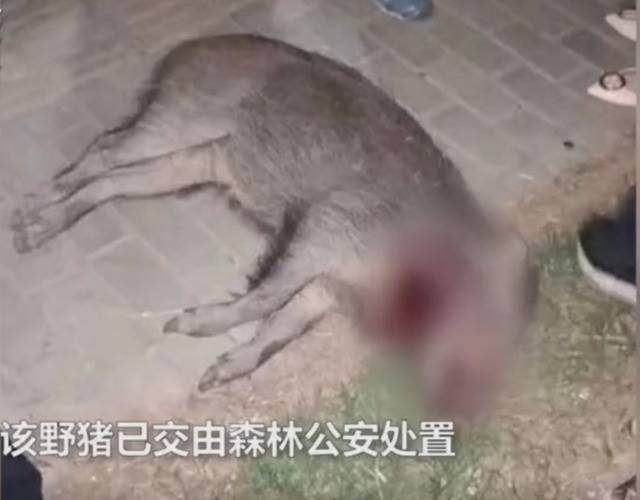 野猪夜闯小区被击毙 围观群众：这肉肯定好香