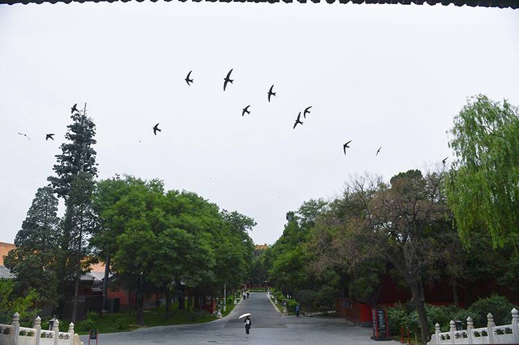 组图雨燕和古都北京的生态之约