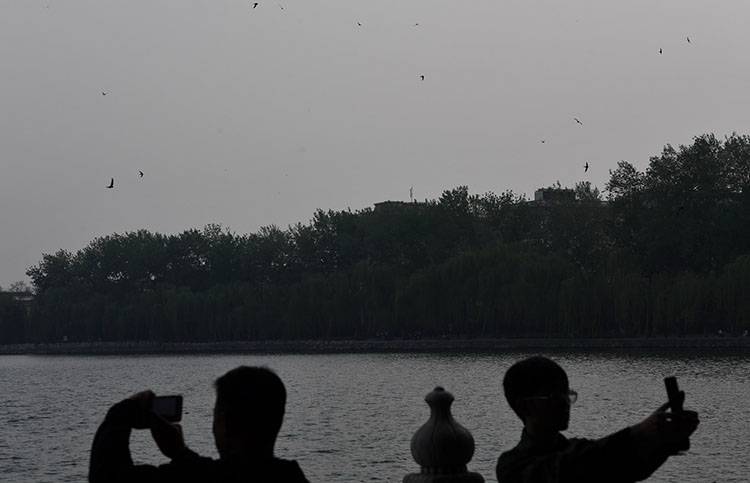 组图雨燕和古都北京的生态之约