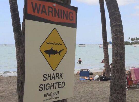 岸边立着的关于注意鲨鱼出没的警示牌（图源：ABC新闻）