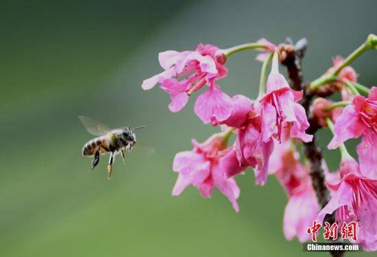 为拯救蜜蜂 英国团体主张种植开花植物取代草坪