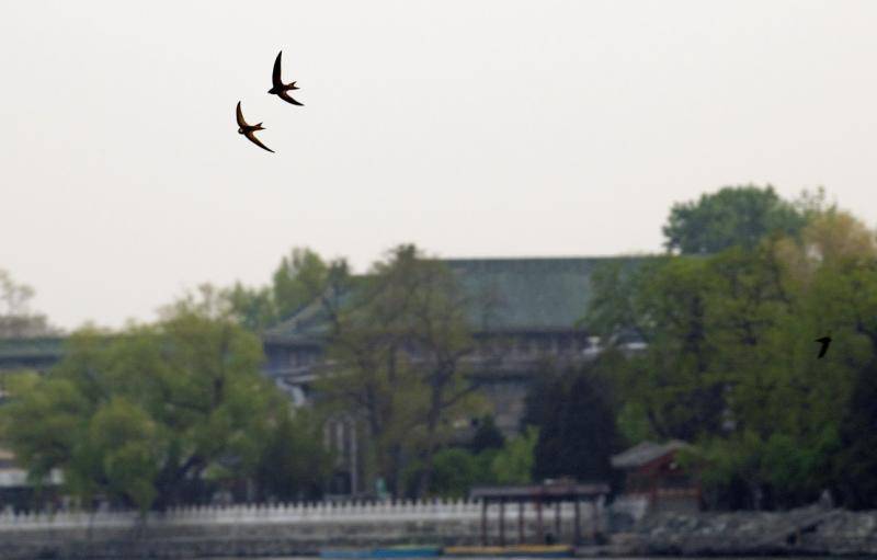 北京雨燕归来背后：一场“土著生物”保卫战