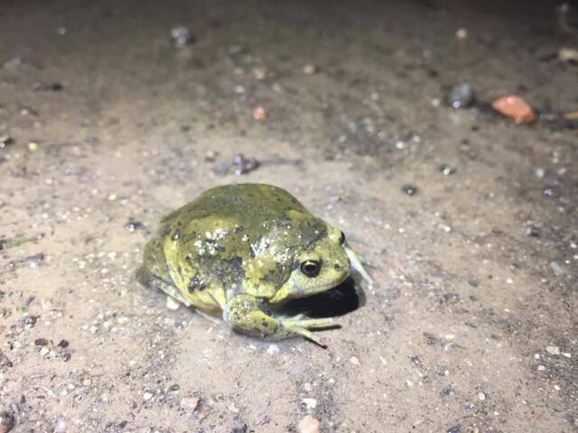 北京雨燕归来背后：一场“土著生物”保卫战