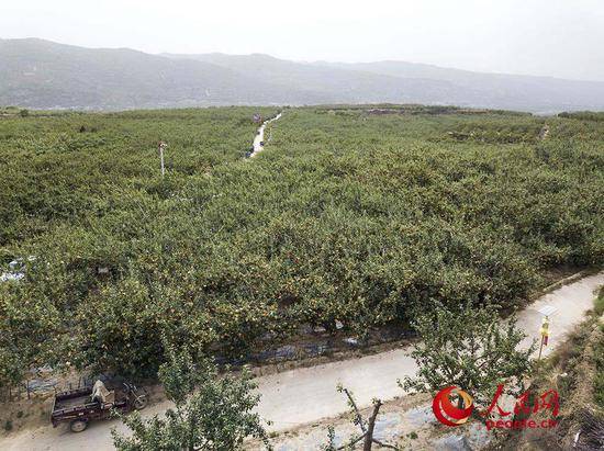 （苹果是静宁县的一张名片，而苹果园则已经成为静宁县的一道风景。人民网张桂贵/航拍）