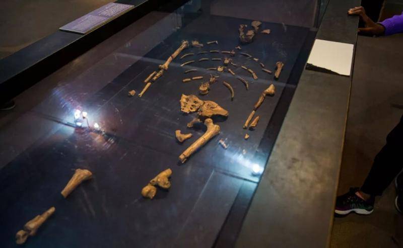 ↑图为在埃塞俄比亚博物馆拍摄的露西化石复制品。新华社记者吕帅摄