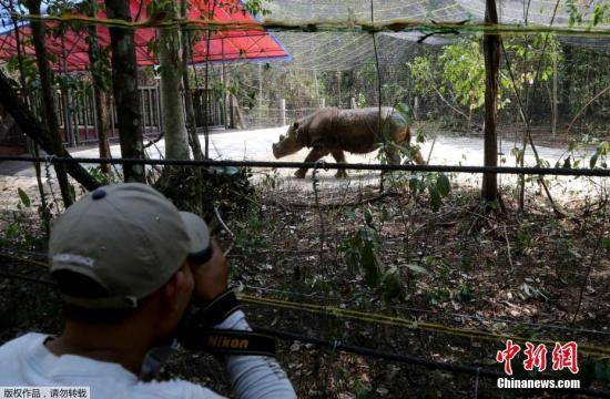 马来西亚最后一只雄性苏门答腊犀牛死于心肺功能衰竭