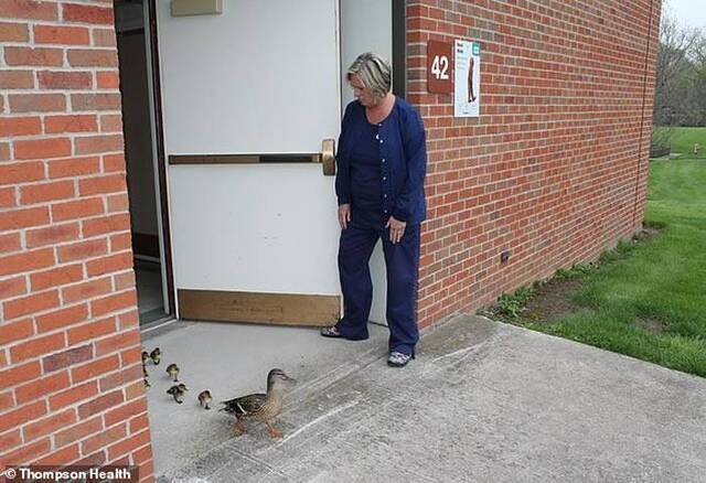 美国纽约州一只母鸭每年春天都会带着小鸭前往疗养院“探望”老友