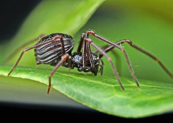 新加坡武吉知马自然保护区发现6种全新物种包括6眼蜘蛛“Paculla bukittimahensis”