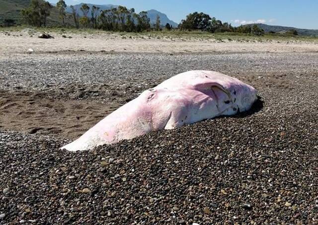 粉红色抹香鲸在意大利西西里海滩搁浅死亡胃部满是塑胶垃圾