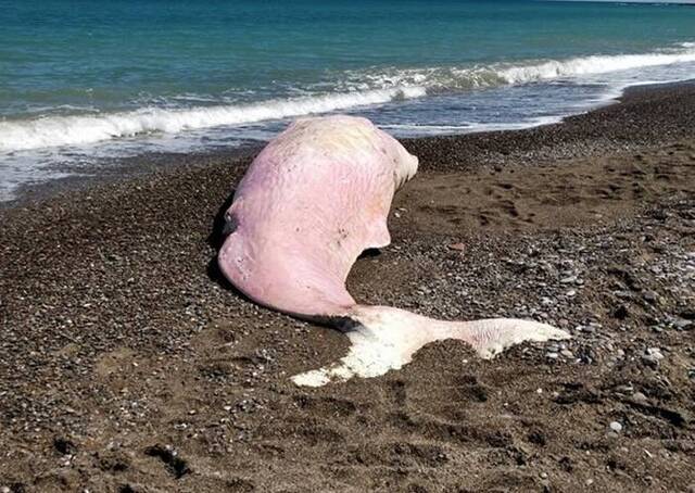 粉红色抹香鲸在意大利西西里海滩搁浅死亡胃部满是塑胶垃圾