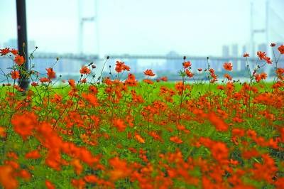 初夏汉口江滩仍可观花海