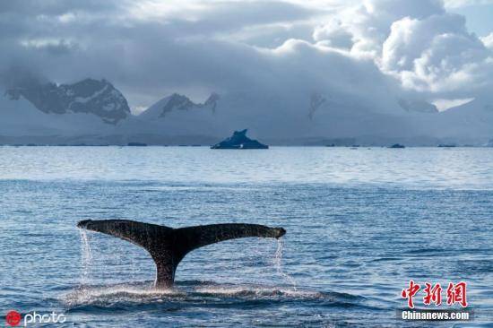 保护海洋生物 英国政府新规划41个海洋保护区