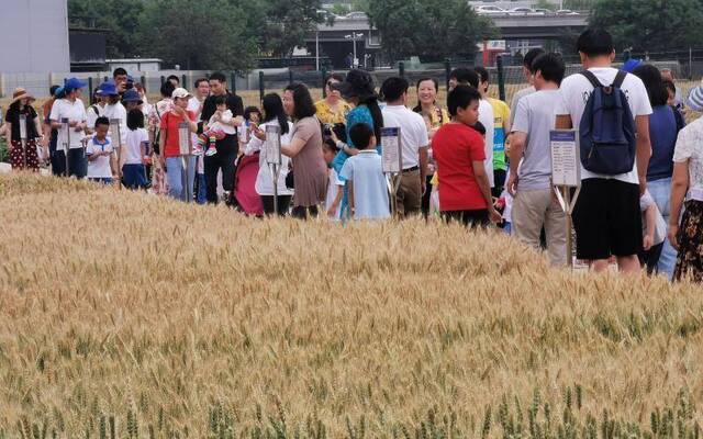 过六一 丨 当孩子们遇上城市里的小麦田