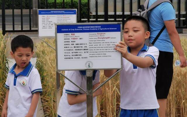 过六一 丨 当孩子们遇上城市里的小麦田