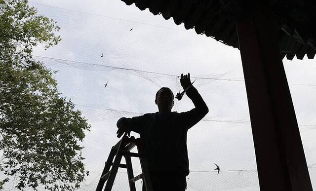 颐和园雨燕迎体检小志愿者科普过“六一”组图