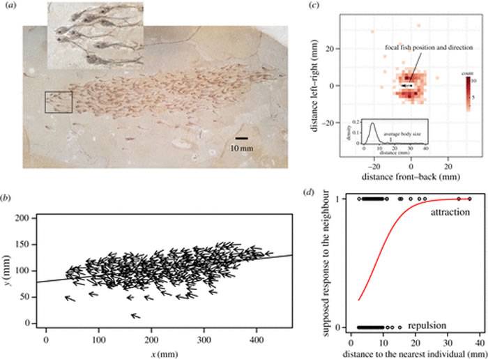 美国绿河组石灰岩中发现5000万年前的鱼群化石包括259条小鱼