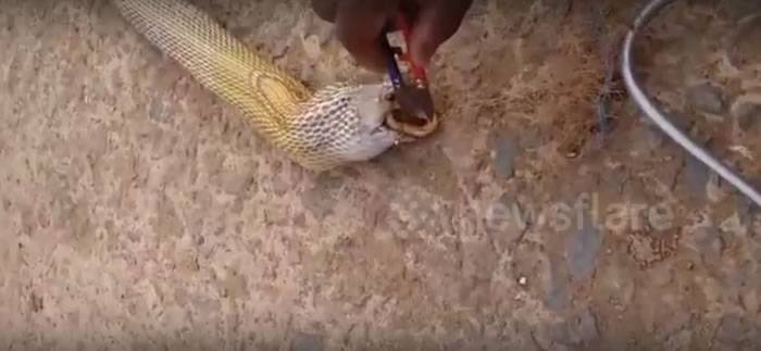 印度奥里萨邦捕蛇人帮助眼镜蛇吐出蝮蛇