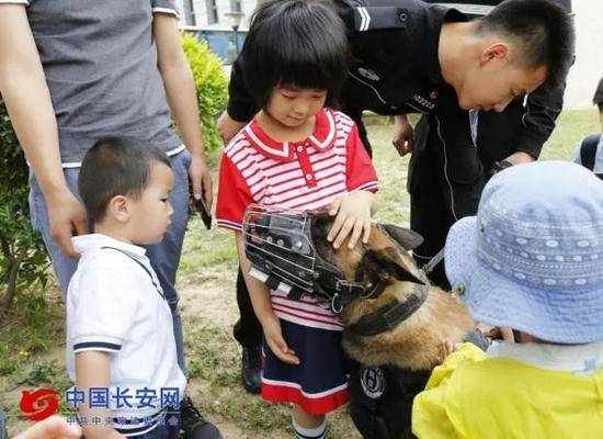 你从未见过的警犬墓地 这些战友的故事刻骨铭心