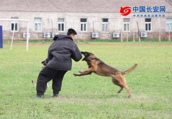 你从未见过的警犬墓地 这些战友的故事刻骨铭心