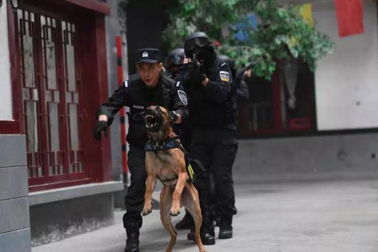 你从未见过的警犬墓地 这些战友的故事刻骨铭心