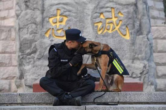 你从未见过的警犬墓地 这些战友的故事刻骨铭心