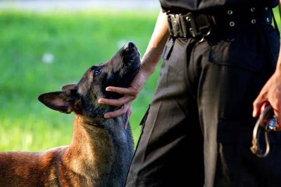 你从未见过的警犬墓地 这些战友的故事刻骨铭心