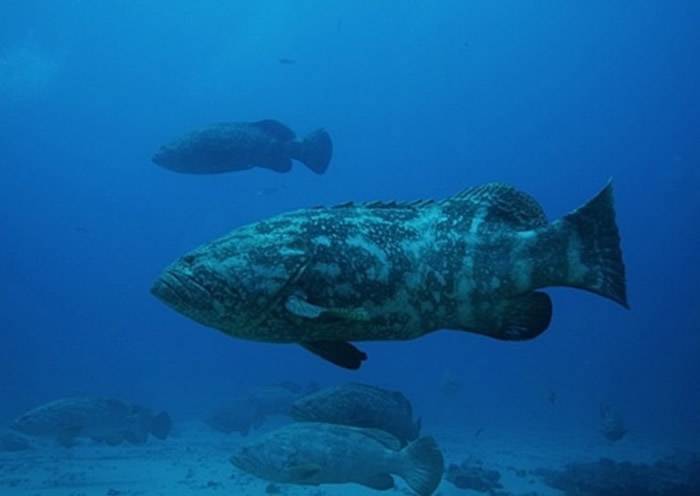 美国国防部拨出4500万美元研究以发光浮游生物和伊氏石斑鱼等海洋生物作间谍