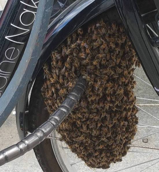 蜜蜂聚集在城市的自行车锁上（图源：推特）
