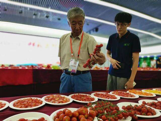 北京举办鲜食番茄擂台赛 五省市百余种番茄竞选