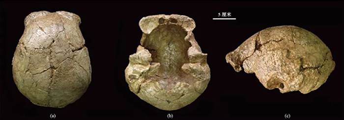 安徽和县直立人头骨化石(a)顶面观；(b)底面观；(c)左侧面观。