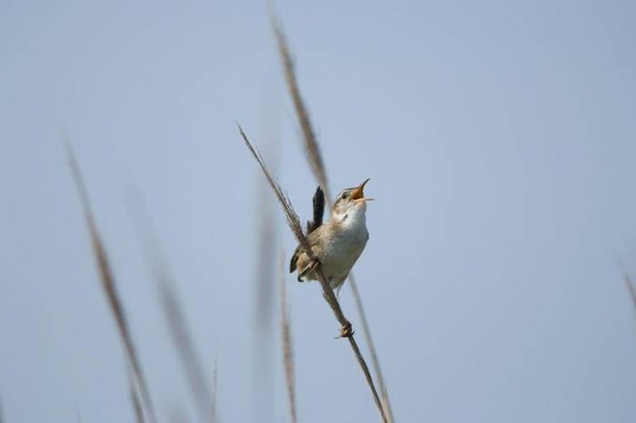 一只长嘴沼泽鹪鹩（marsh wren）在纽泽西州莫尼岛上的海滨草丛中鸣唱。 PHOTOGRAPH BY JOEL SARTORE, NAT GEO IMAG