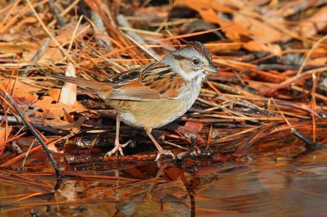 一只沼泽带鹀（swamp sparrow）在马里兰州黑水国家野生动物保护区觅食。 PHOTOGRAPH BY GEORGE GRALL, NAT GEO IMA