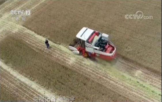 藏粮于技战略提高粮食产能 全国夏收过三成小麦超一亿亩