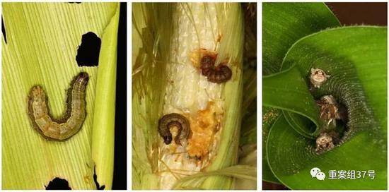 ▲被草地贪夜蛾啃食的玉米。四川省农业农村厅官方网站图