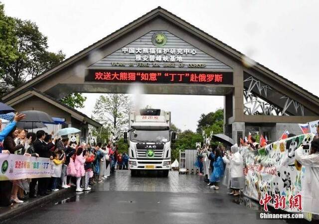 资料图：搭载着大熊猫“如意”“丁丁”的转运车驶出中国大熊猫保护研究中心雅安碧峰峡基地。安源摄