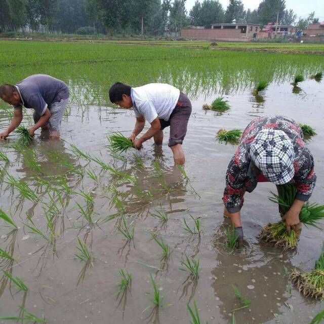 又收又种 大江南北收种繁忙