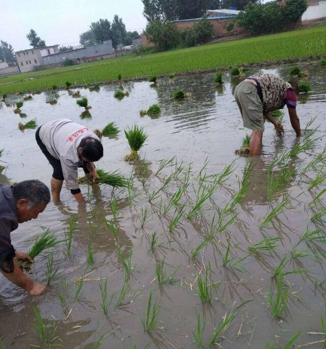 又收又种 大江南北收种繁忙