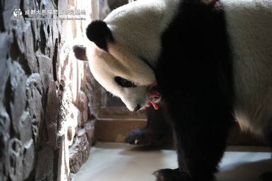 2019年全球首只圈养大熊猫幼仔平安出生(图)