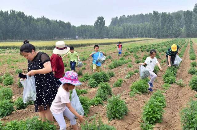 艾草怎么吃平谷“端午艾草市集”上找答案组图