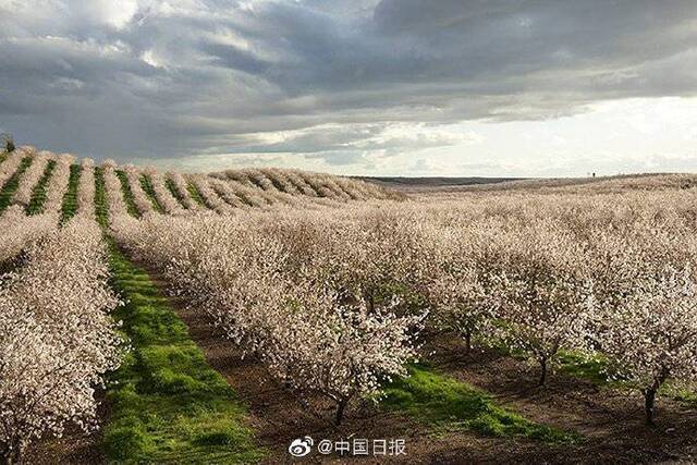 美国加州巴旦木丰收在即 种植业者为关税担忧