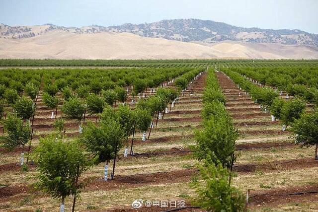 美国加州巴旦木丰收在即 种植业者为关税担忧