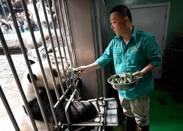 大熊猫也吃上粽子了！北京动物园推出“端午动物福利”