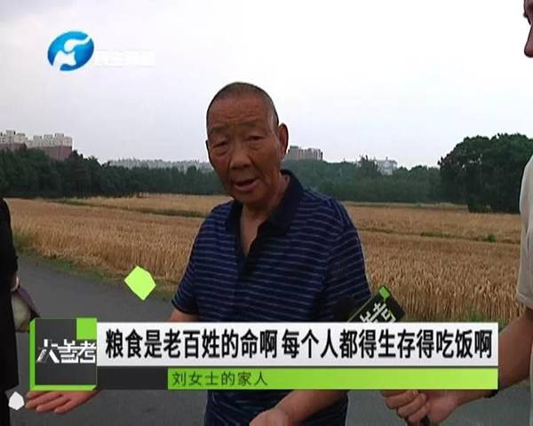 麦田附近有空气监测站 城管要求农妇手割70亩小麦