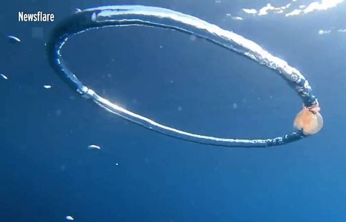 西班牙梅诺卡岛可怜的水母碰到气泡圈翻滚许久才解脱