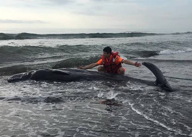 台湾宜兰县壮围乡岸边抹香鲸搁浅死亡当地今年以来第4宗