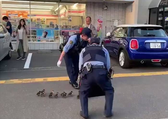 日本北海道警察拿着指示牌为一队“小鸭团”护航获激赞