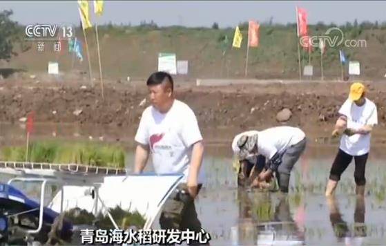 青岛海水稻研发中心：今年两万亩海水稻在全国试种